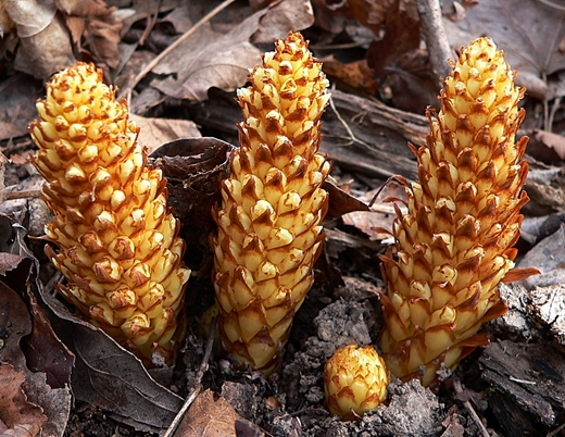 {Conopholis americana}